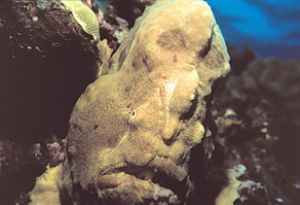 Frogfish, or Angler Fish taken off the Big Island of Hawa... by John H. Fields 